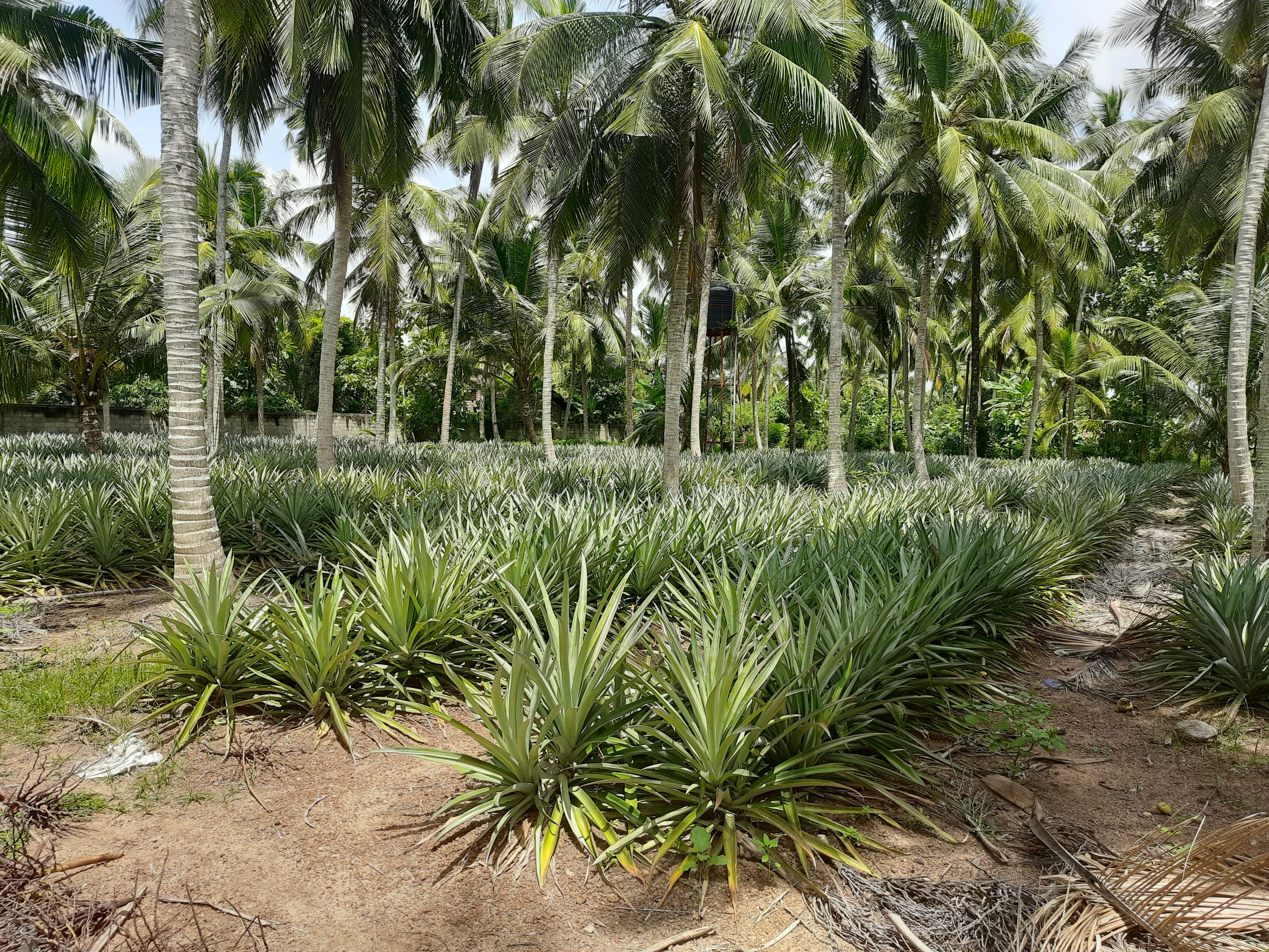 Planting organic pineapple shoots at Solax Pineapple Growers Sri Lanka farm
